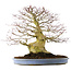 Acer palmatum, 51,5 cm, ± 40 years old, in a handmade Chinese pot (repotted 2024)