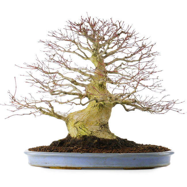 Acer palmatum, 51,5 cm, ± 40 jaar oud, in een handgemaakte Chinese pot (verpot 2024)