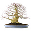 Acer palmatum, 51,5 cm, ± 40 years old, in a handmade Chinese pot (repotted 2024)