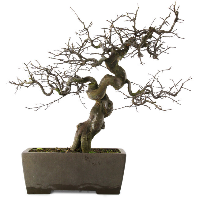 Pseudocydonia sinensis, 59,5 cm, ± 30 jaar oud, in een handgemaakte Japanse pot van Yamaaki