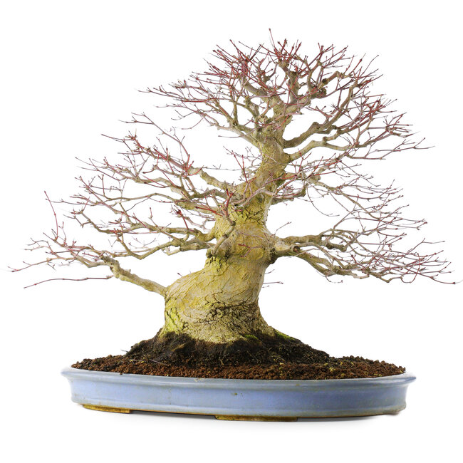 Acer palmatum, 51,5 cm, ± 40 años, en maceta china hecha a mano (replantado en 2024)