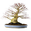 Acer palmatum, 51,5 cm, ± 40 years old, in a handmade Chinese pot (repotted 2024)