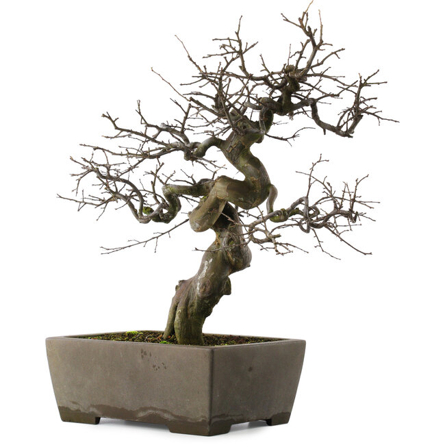 Pseudocydonia sinensis, 59,5 cm, ± 30 años, en una maceta japonesa hecha a mano por Yamaaki