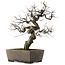 Pseudocydonia sinensis, 59,5 cm, ± 30 years old, in a handmade Japanese pot by Yamaaki