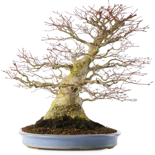 Acer palmatum, 51,5 cm, ± 40 jaar oud, in een handgemaakte Chinese pot (verpot 2024)