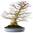 Acer palmatum, 51,5 cm, ± 40 years old, in a handmade Chinese pot (repotted 2024)