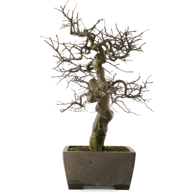 Pseudocydonia sinensis, 59,5 cm, ± 30 jaar oud, in een handgemaakte Japanse pot van Yamaaki