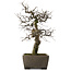 Pseudocydonia sinensis, 59,5 cm, ± 30 years old, in a handmade Japanese pot by Yamaaki