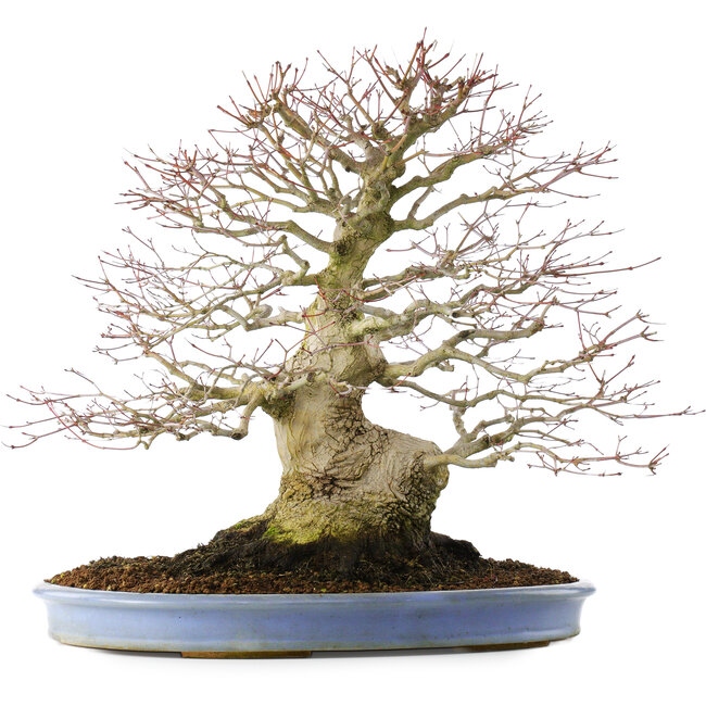 Acer palmatum, 51,5 cm, ± 40 years old, in a handmade Chinese pot (repotted 2024)