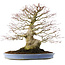 Acer palmatum, 51,5 cm, ± 40 years old, in a handmade Chinese pot (repotted 2024)