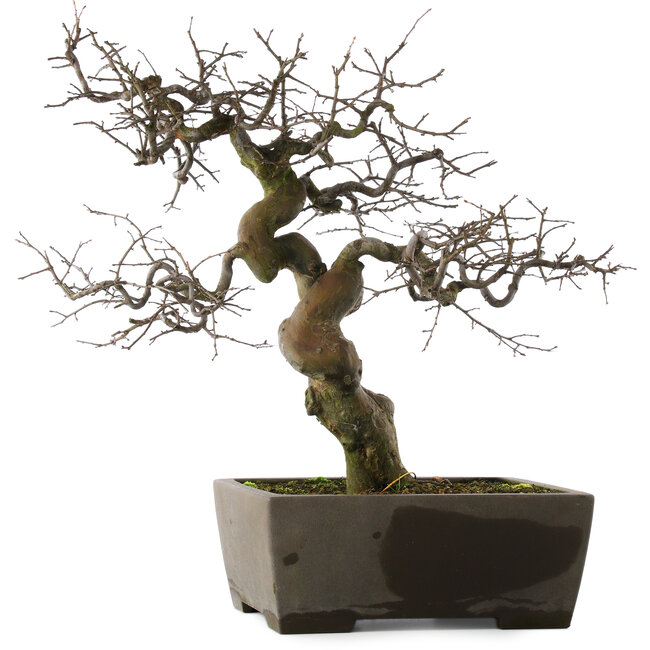 Pseudocydonia sinensis, 59,5 cm, ± 30 jaar oud, in een handgemaakte Japanse pot van Yamaaki