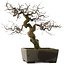 Pseudocydonia sinensis, 59,5 cm, ± 30 years old, in a handmade Japanese pot by Yamaaki