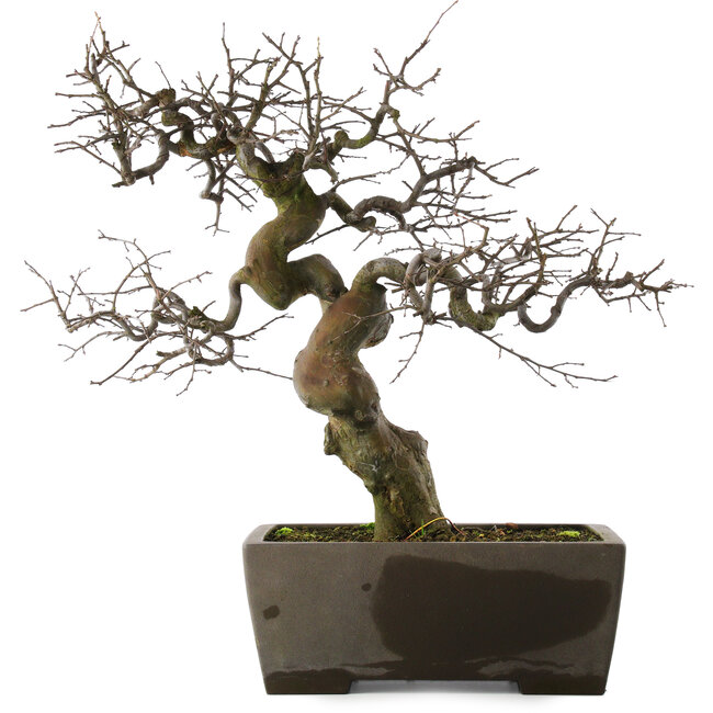 Pseudocydonia sinensis, 59,5 cm, ± 30 jaar oud, in een handgemaakte Japanse pot van Yamaaki