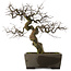 Pseudocydonia sinensis, 59,5 cm, ± 30 years old, in a handmade Japanese pot by Yamaaki