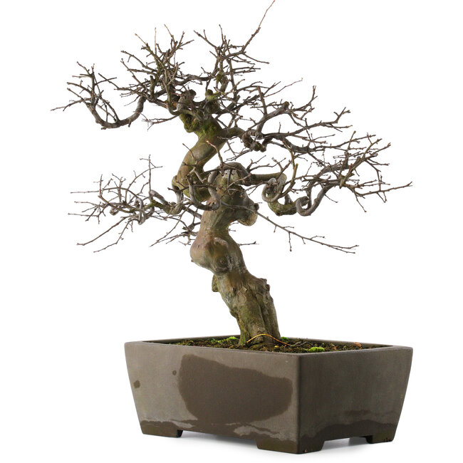 Pseudocydonia sinensis, 59,5 cm, ± 30 jaar oud, in een handgemaakte Japanse pot van Yamaaki