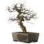 Pseudocydonia sinensis, 59,5 cm, ± 30 years old, in a handmade Japanese pot by Yamaaki