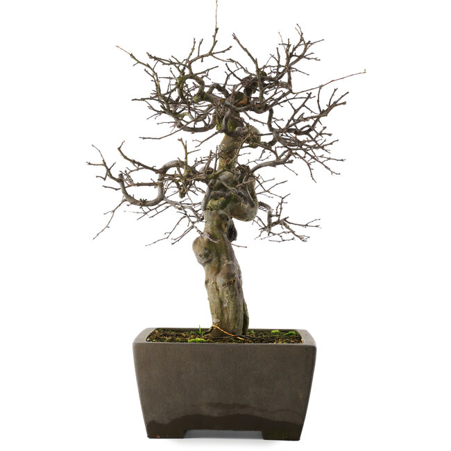 Pseudocydonia sinensis, 59,5 cm, ± 30 años, en una maceta japonesa hecha a mano por Yamaaki