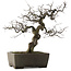 Pseudocydonia sinensis, 59,5 cm, ± 30 years old, in a handmade Japanese pot by Yamaaki