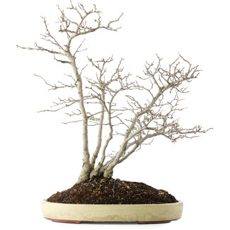 Pourthiaea villosa, 60 cm, ± 15 jaar oud