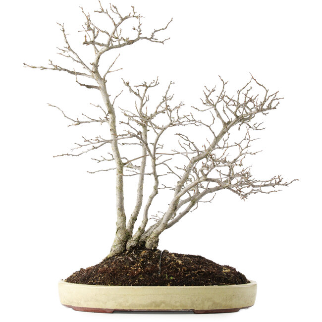 Pourthiaea villosa, 60 cm, ± 15 jaar oud