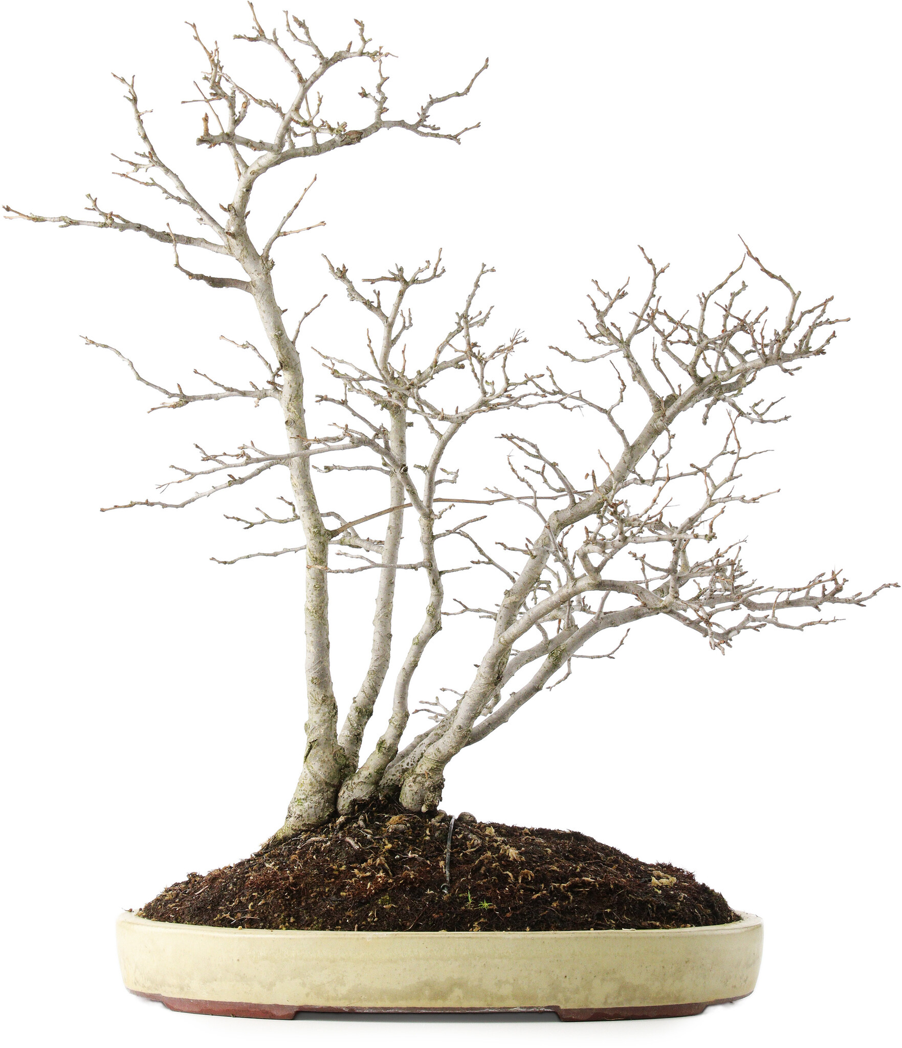Pourthiaea villosa, 60 cm,  15 Jahre alt - Bonsai Plaza