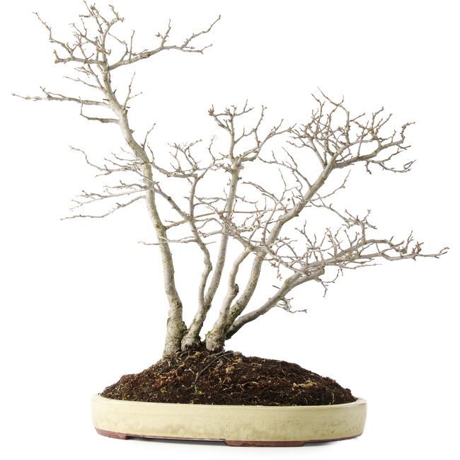 Pourthiaea villosa, 60 cm, ± 15 years old