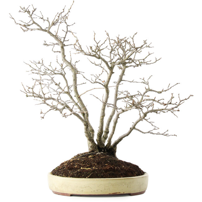 Pourthiaea villosa, 60 cm, ± 15 jaar oud