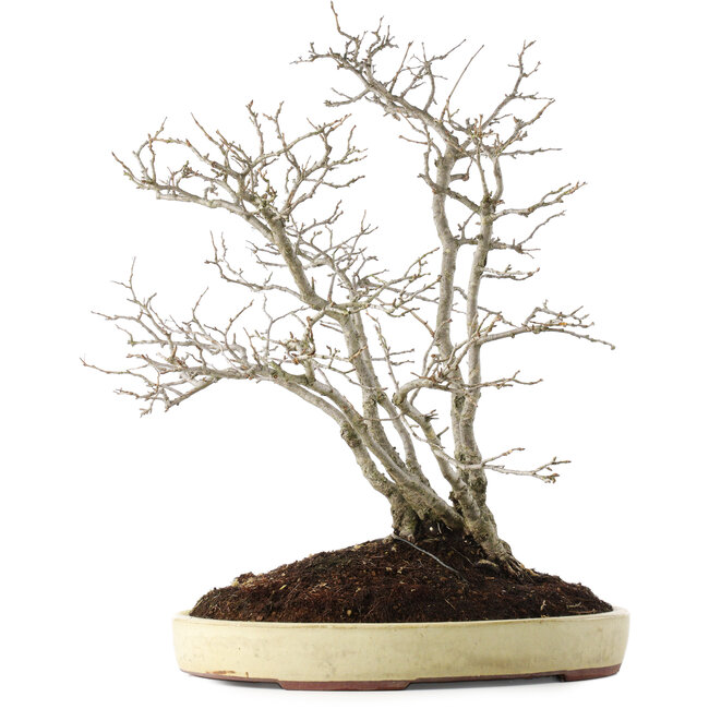 Pourthiaea villosa, 60 cm, ± 15 jaar oud