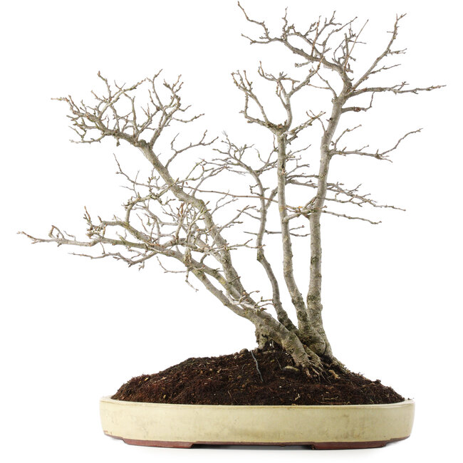 Pourthiaea villosa, 60 cm, ± 15 ans