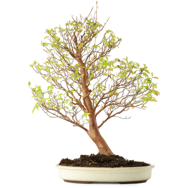 Stewartia monadelpha, 58 cm, ± 12 jaar oud