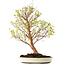 Stewartia monadelpha, 58 cm, ± 12 jaar oud