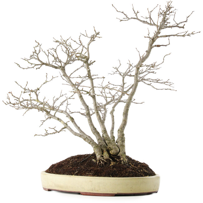 Pourthiaea villosa, 60 cm, ± 15 jaar oud