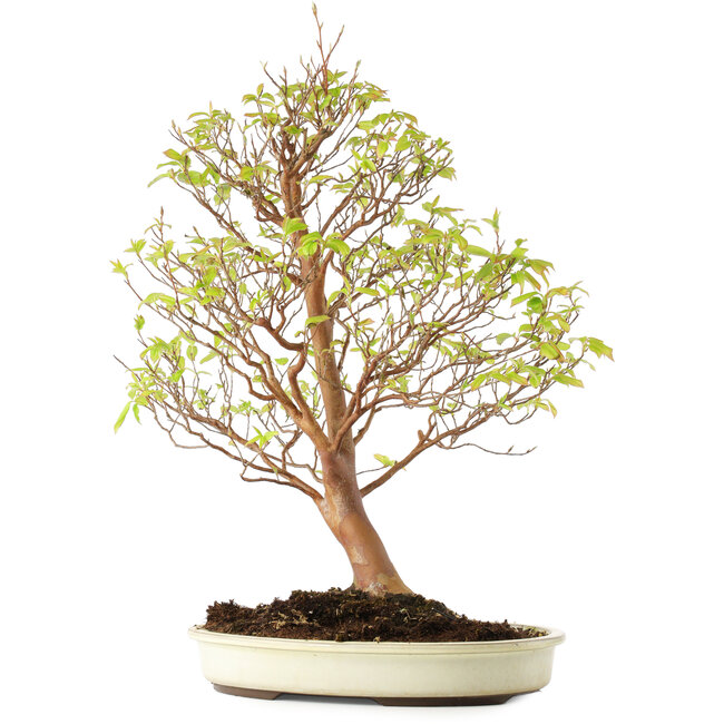 Stewartia monadelpha, 58 cm, ± 12 años