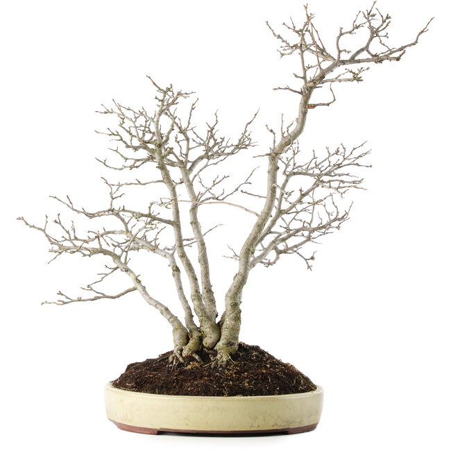 Pourthiaea villosa, 60 cm, ± 15 jaar oud