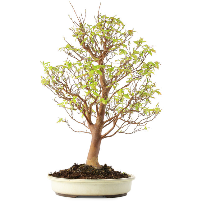 Stewartia monadelpha, 58 cm, ± 12 Jahre alt