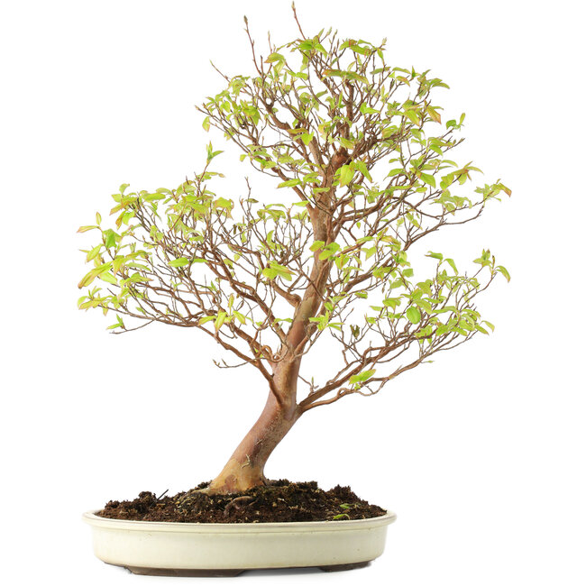 Stewartia monadelpha, 58 cm, ± 12 años