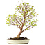 Stewartia monadelpha, 58 cm, ± 12 jaar oud