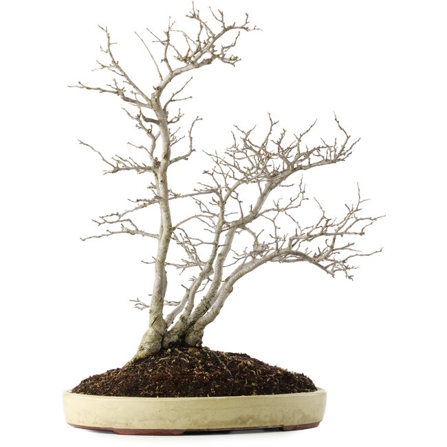 Pourthiaea villosa, 60 cm, ± 15 years old