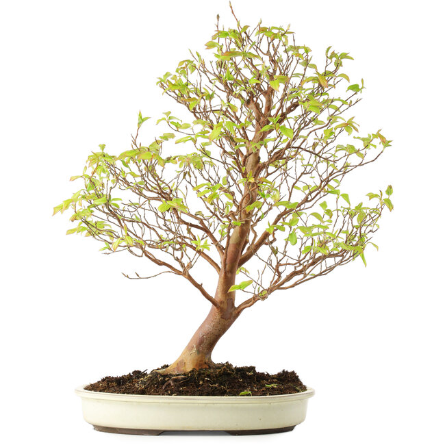 Stewartia monadelpha, 58 cm, ± 12 años