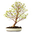 Stewartia monadelpha, 58 cm, ± 12 jaar oud