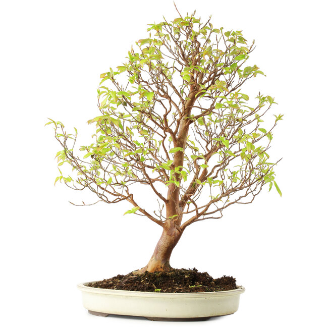 Stewartia monadelpha, 58 cm, ± 12 años