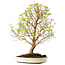 Stewartia monadelpha, 58 cm, ± 12 jaar oud