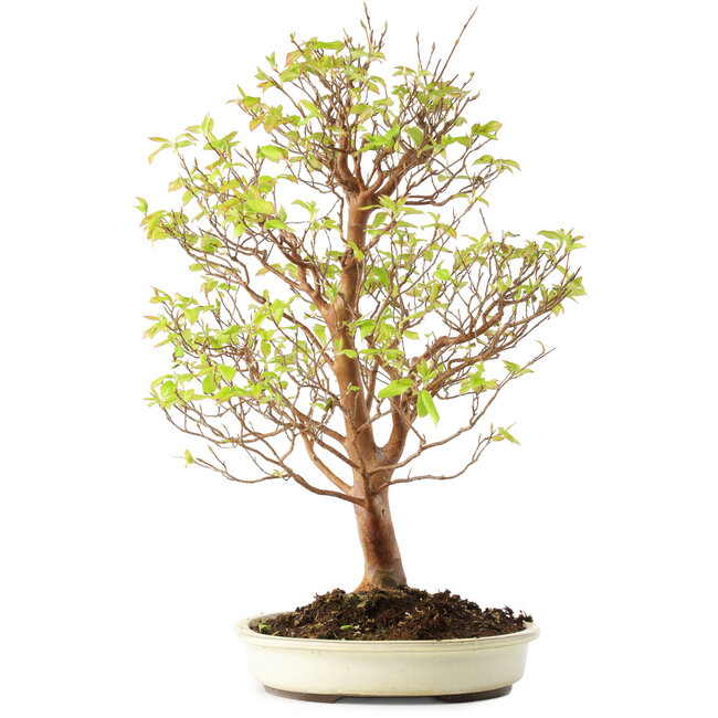 Stewartia monadelpha, 58 cm, ± 12 años