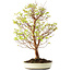 Stewartia monadelpha, 58 cm, ± 12 jaar oud