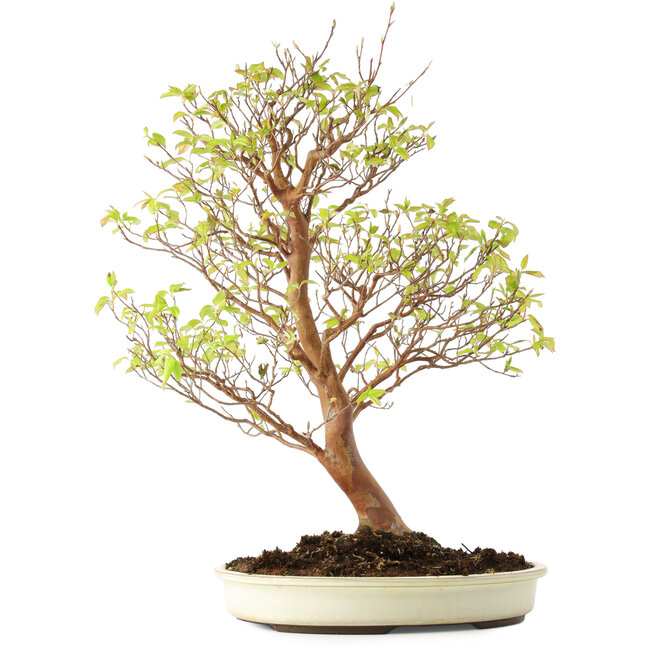 Stewartia monadelpha, 58 cm, ± 12 años