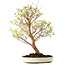 Stewartia monadelpha, 58 cm, ± 12 jaar oud