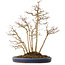 Acer buergerianum, 54 cm, ± 20 jaar oud, in een handgemaakte Japanse pot van Eime (Yozan oven)