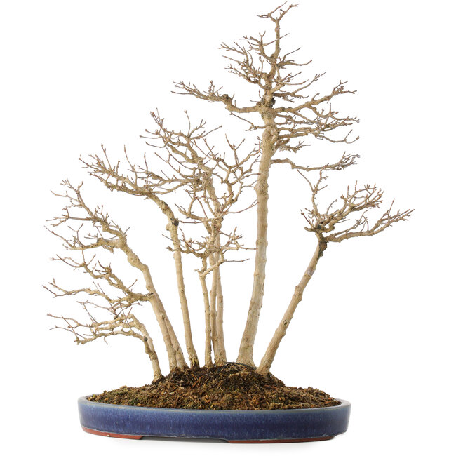 Acer buergerianum, 54 cm, ± 20 ans, dans un pot japonais fait main par Eime (four Yozan)