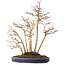 Acer buergerianum, 54 cm, ± 20 jaar oud, in een handgemaakte Japanse pot van Eime (Yozan oven)