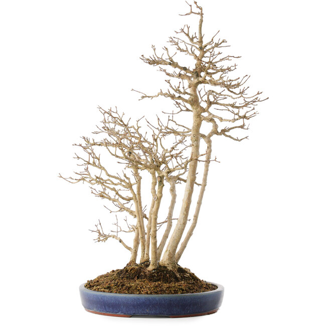 Acer buergerianum, 54 cm, ± 20 jaar oud, in een handgemaakte Japanse pot van Eime (Yozan oven)